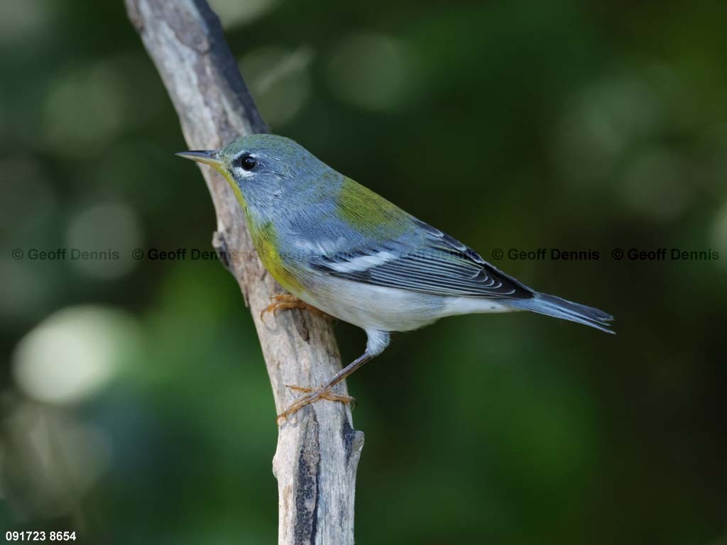 NOPA-CY_Northern-Parula