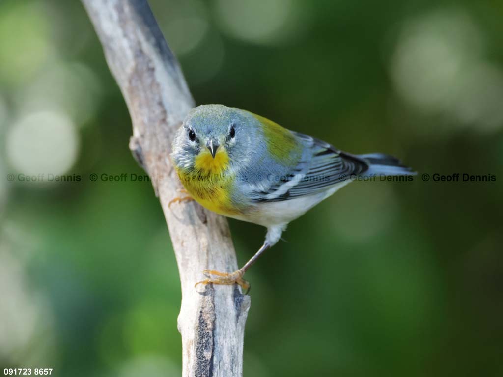 NOPA-CZ_Northern-Parula