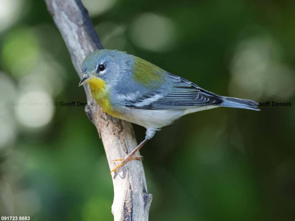 NOPA-DA_Northern-Parula