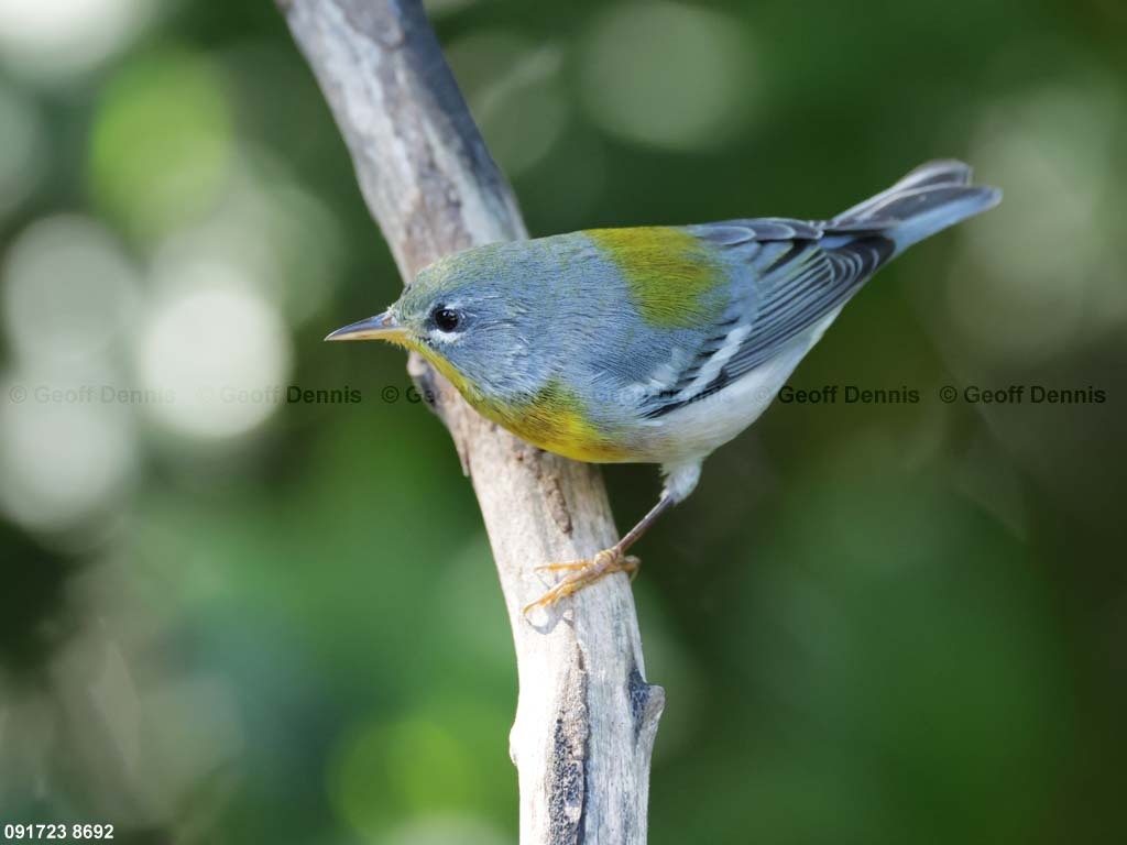 NOPA-DB_Northern-Parula
