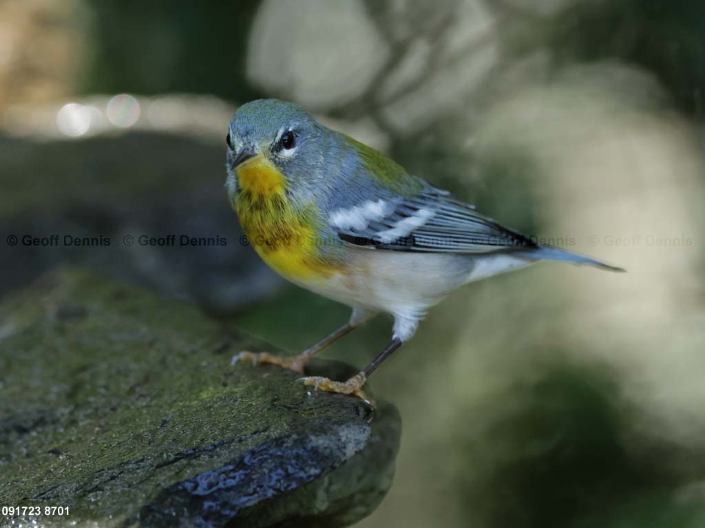 NOPA-DC_Northern-Parula