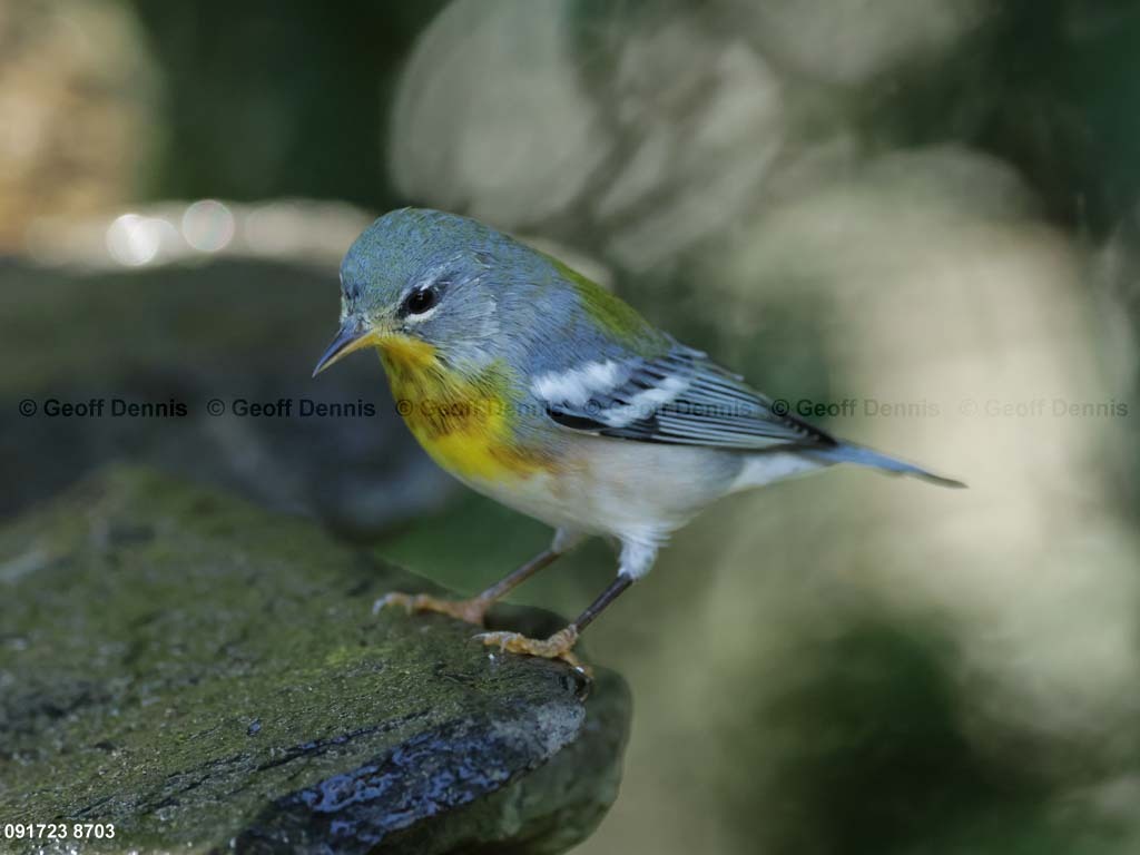 NOPA-DD_Northern-Parula