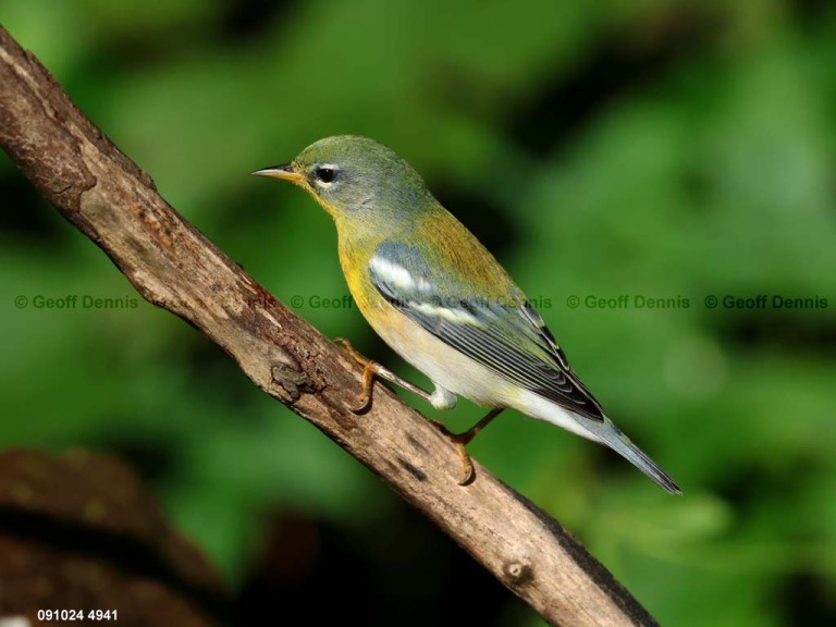 NOPA-DF_Northern-Parula