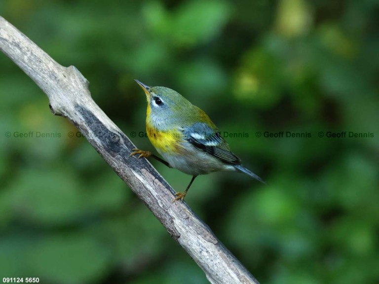 NOPA-DG_Northern-Parula