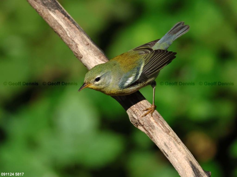 NOPA-DH_Northern-Parula