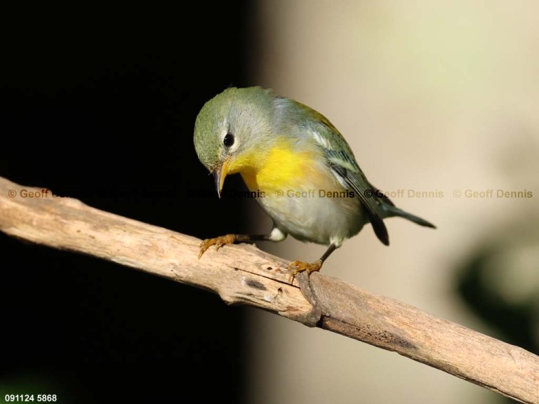 NOPA-DK_Northern-Parula