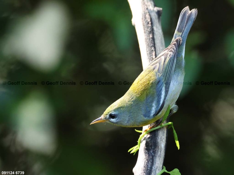 NOPA-DL_Northern-Parula