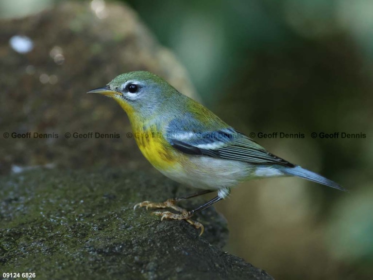 NOPA-DM_Northern-Parula