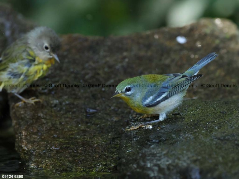 NOPA-DP_Northern-Parula