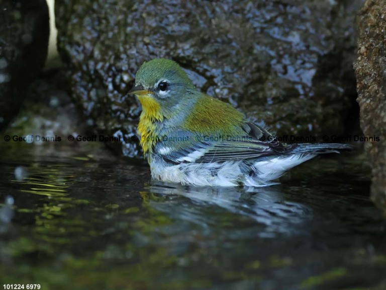 NOPA-DQ_Northern-Parula