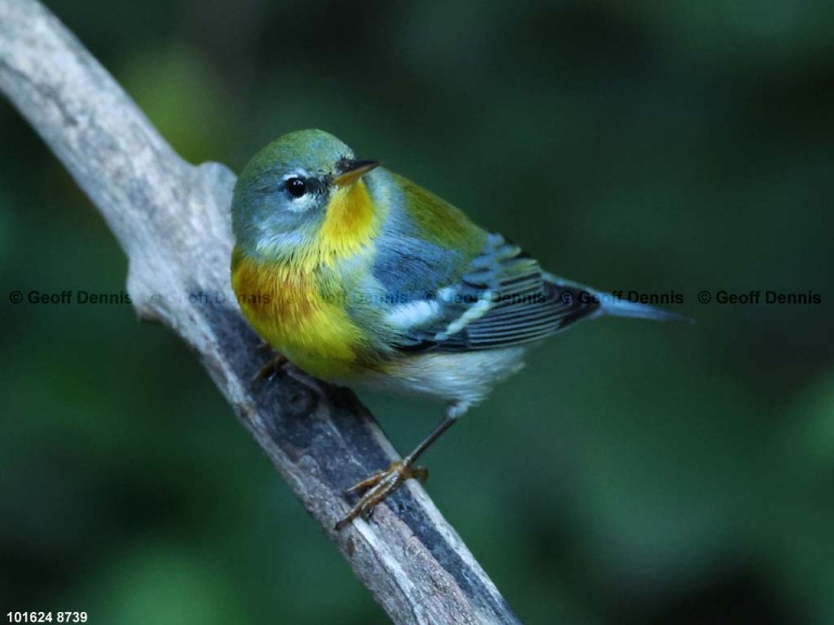 NOPA-DS_Northern-Parula