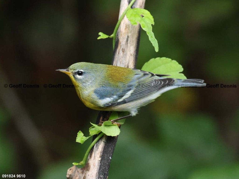 NOPA-DT_Northern-Parula