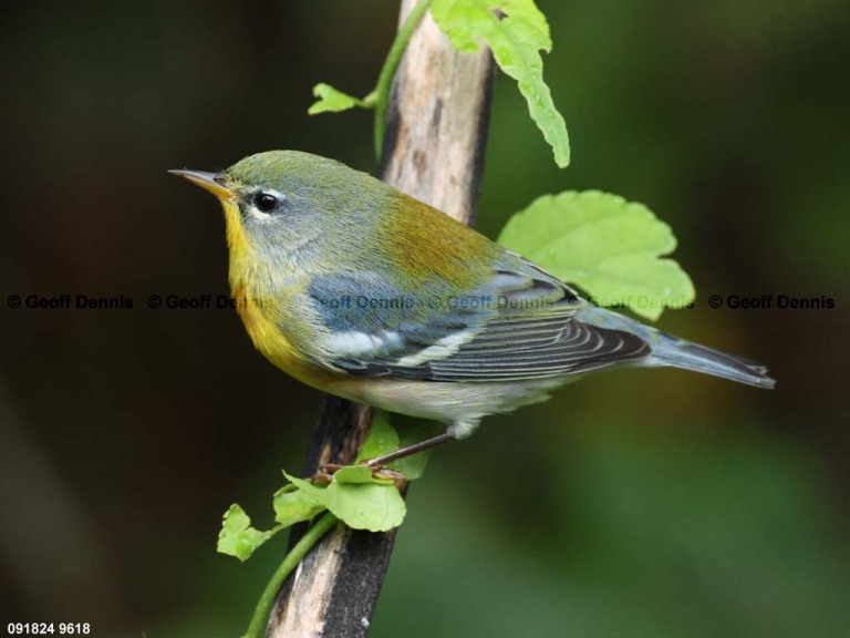 NOPA-DU_Northern-Parula