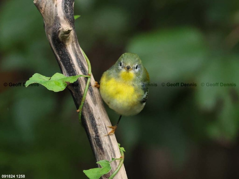 NOPA-DZ_Northern-Parula