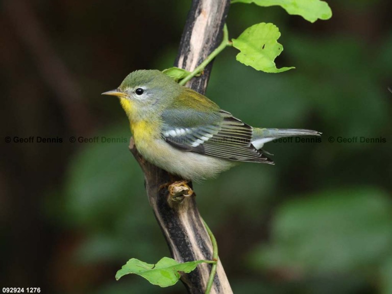 NOPA-EA_Northern-Parula