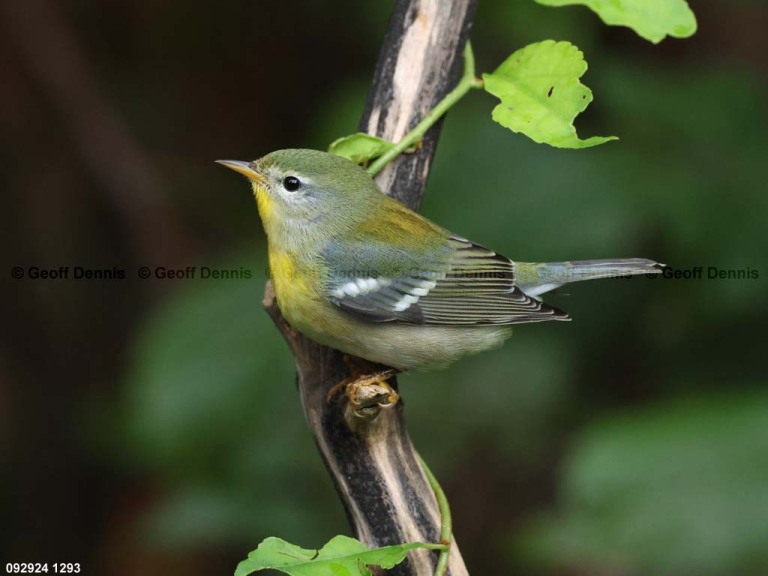 NOPA-EB_Northern-Parula