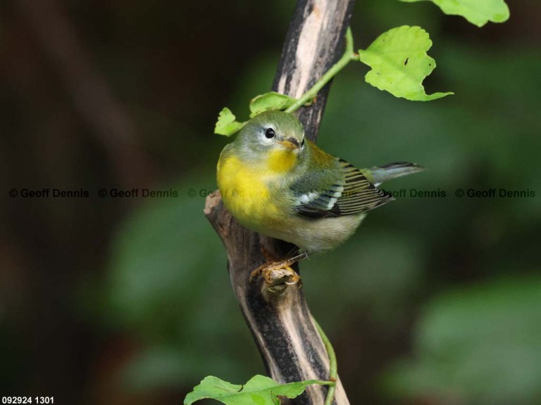 NOPA-EC_Northern-Parula