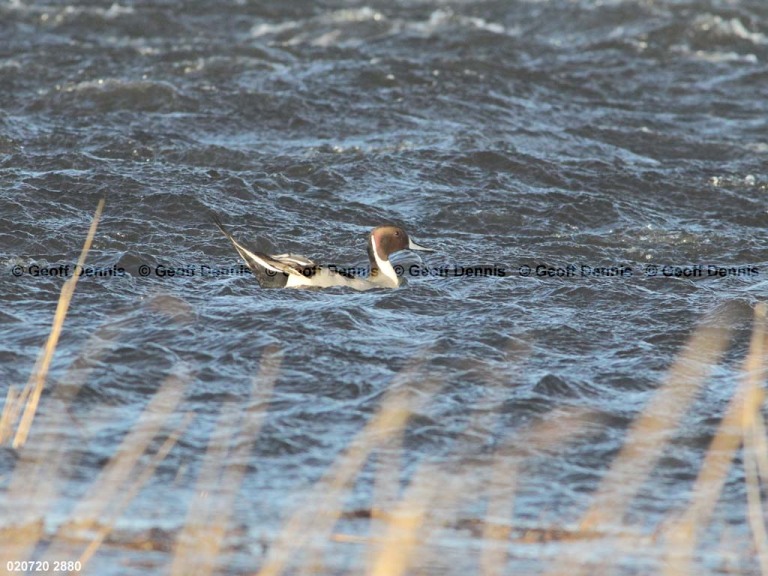 NOPI-AA_Northern-Pintail