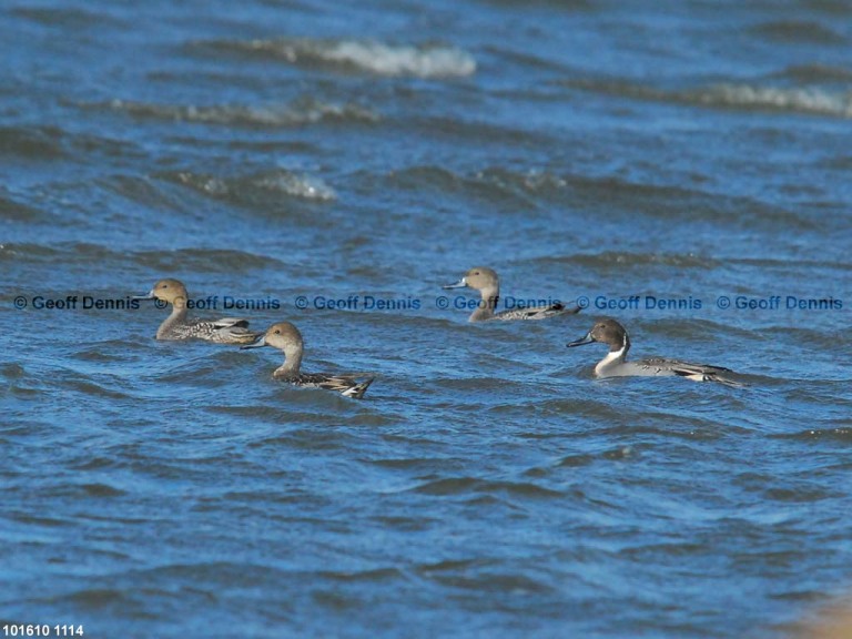 NOPI-AB_Northern-Pintail