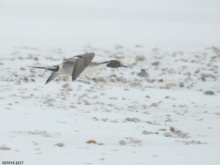 NOPI-AC_Northern-Pintail