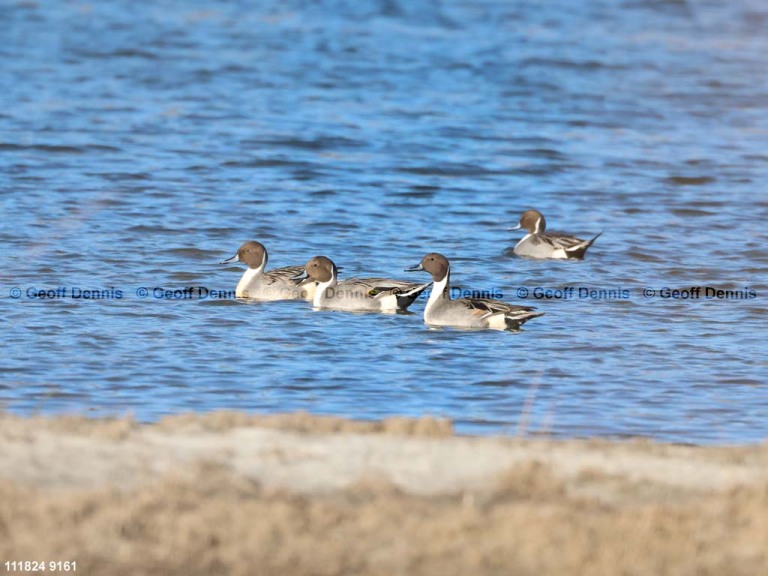 NOPI-AD_Northern-Pintail