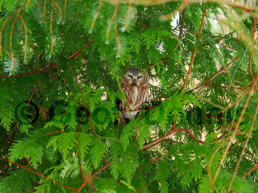 NSWO-AA_Northern-Saw-whet-Owl