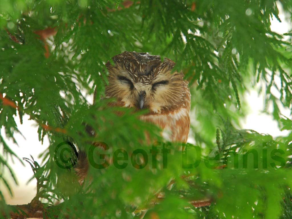 NSWO-AB_Northern-Saw-whet-Owl