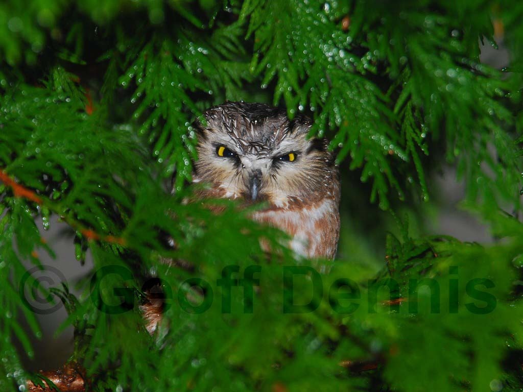 NSWO-AC_Northern-Saw-whet-Owl