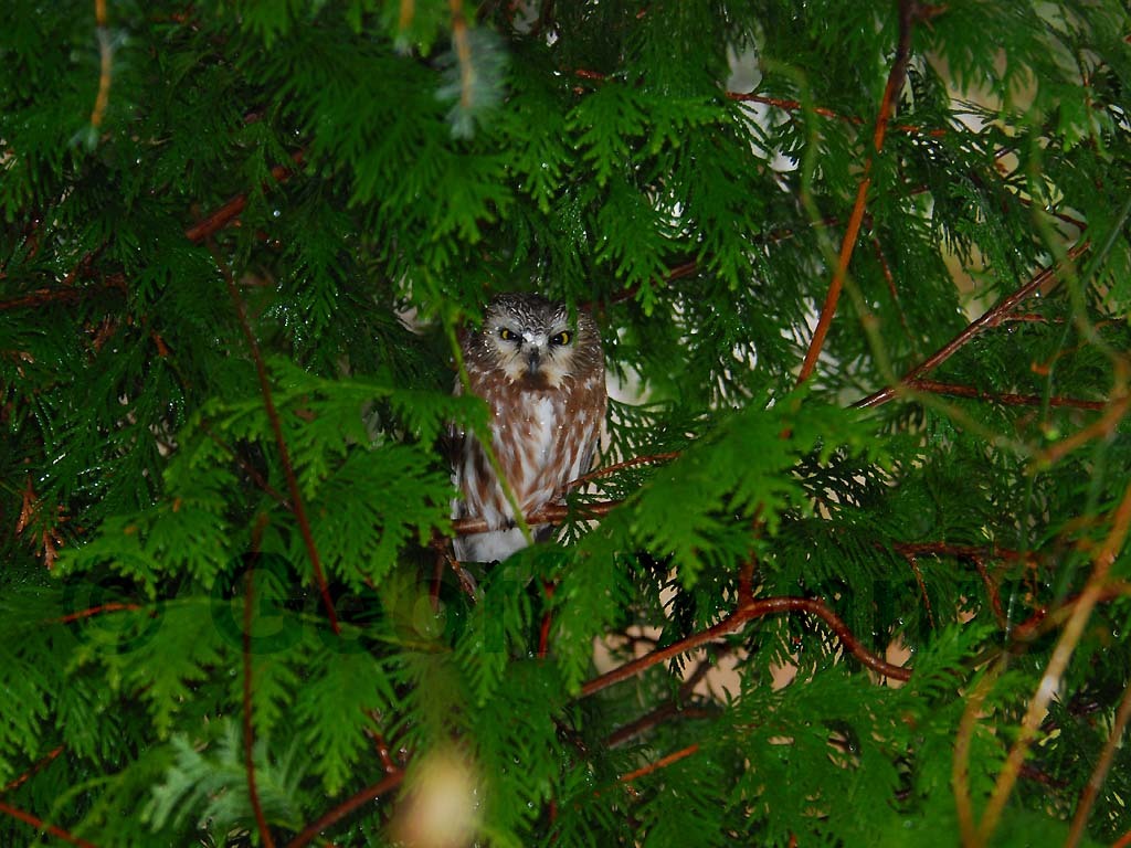 NSWO-AD_Northern-Saw-whet-Owl