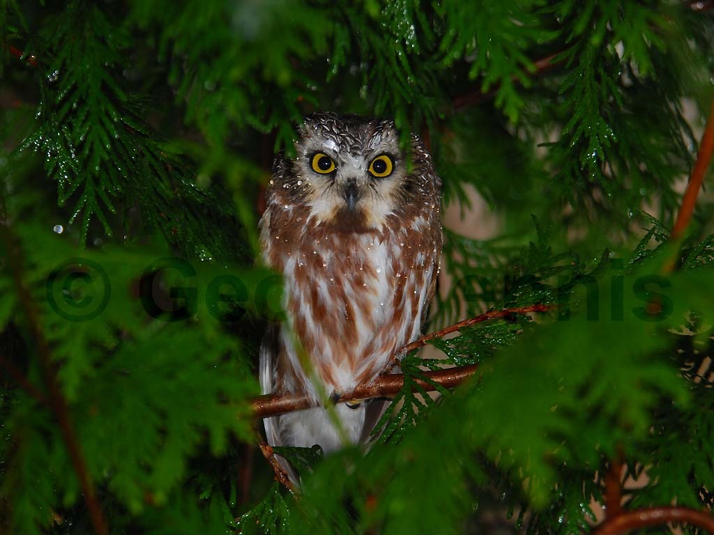 NSWO-AE_Northern-Saw-whet-Owl