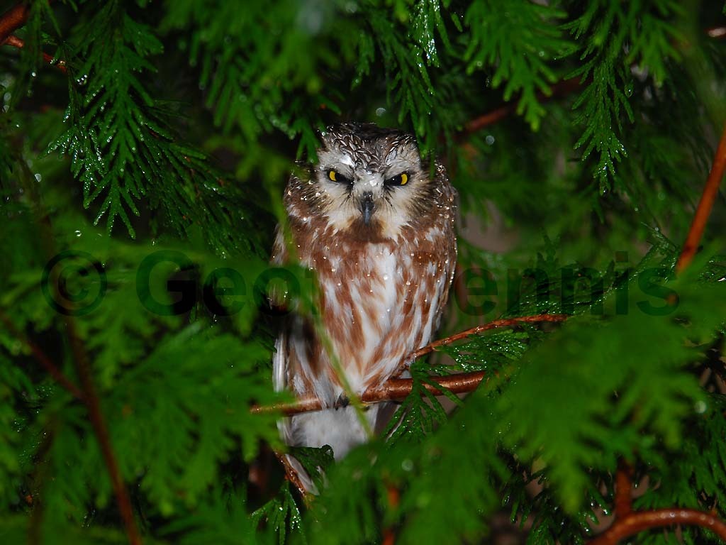 NSWO-AF_Northern-Saw-whet-Owl
