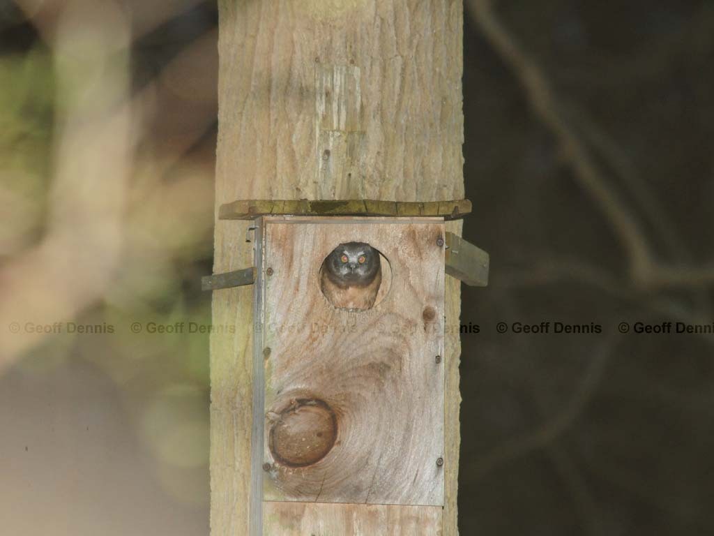 NSWO-AG_Northern-Saw-whet-Owl