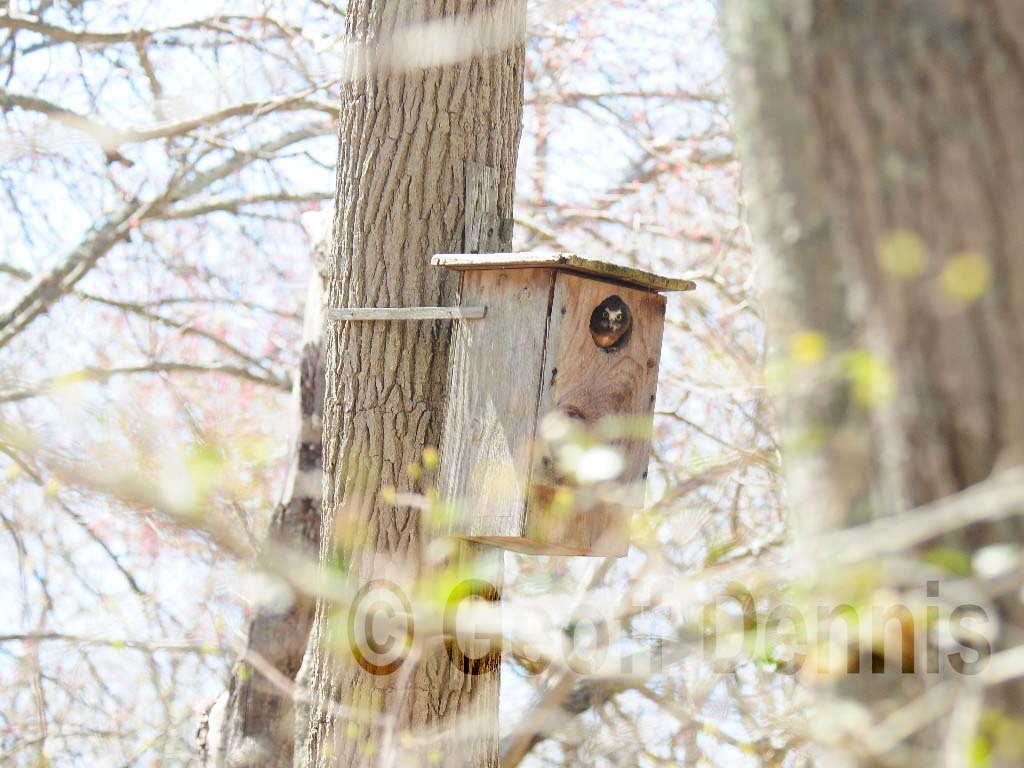 NSWO-AH_Northern-Saw-whet-Owl