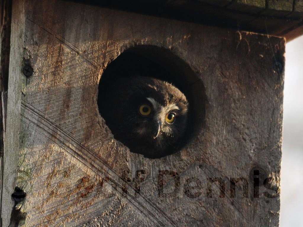 NSWO-AJ_Northern-Saw-whet-Owl