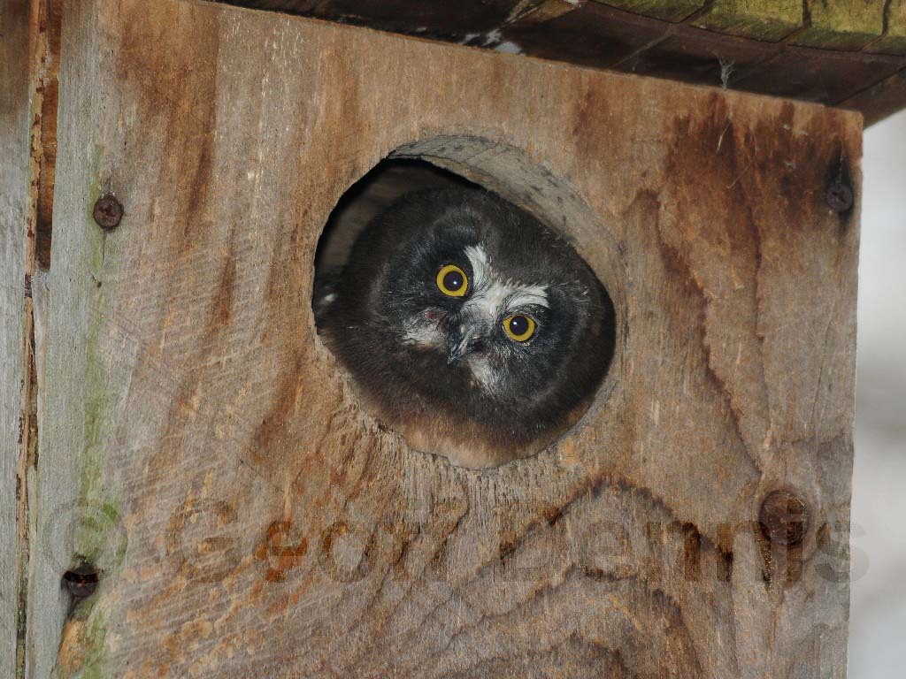 NSWO-AK_Northern-Saw-whet-Owl