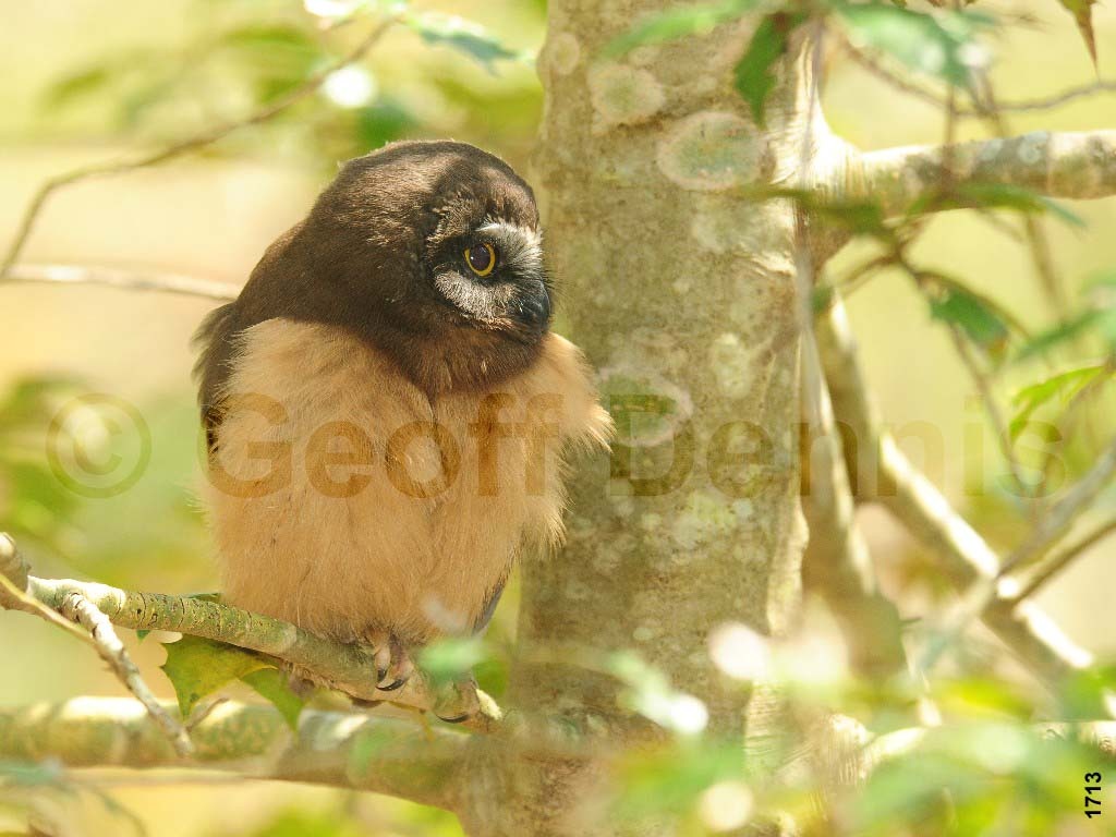 NSWO-AL_Northern-Saw-whet-Owl