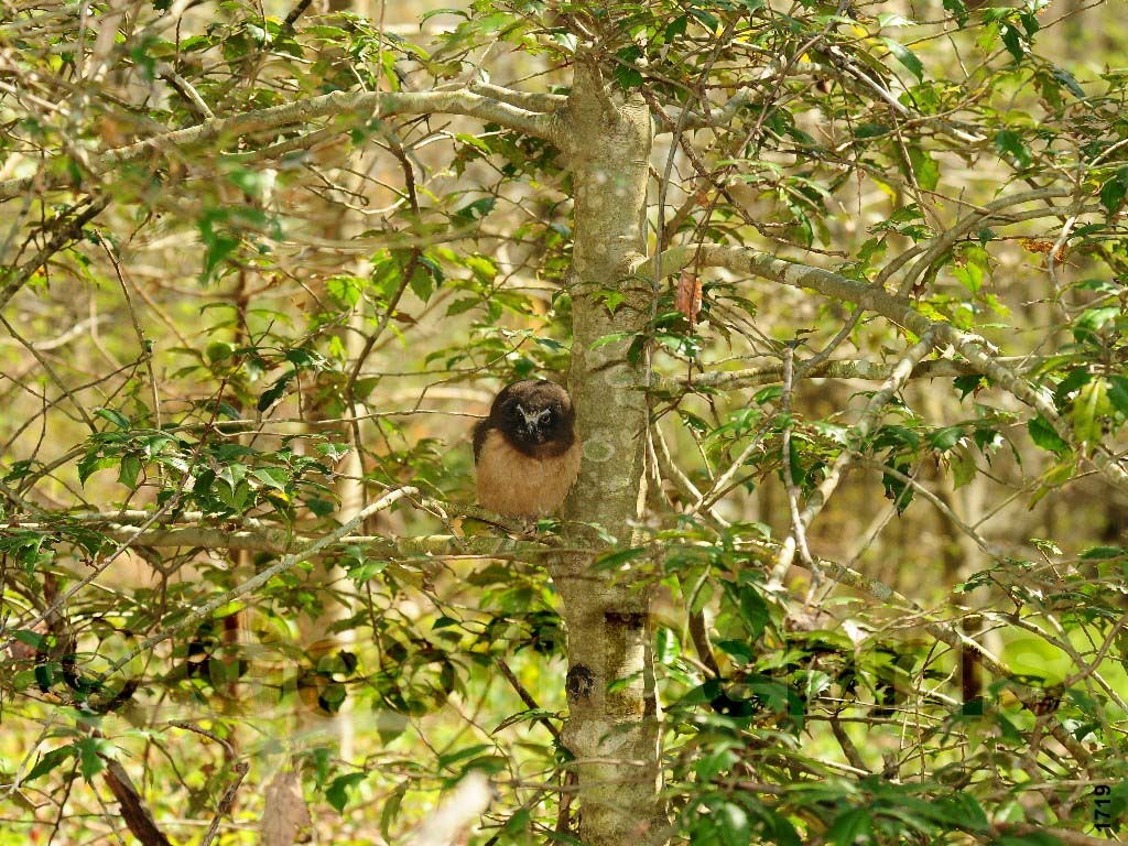 NSWO-AM_Northern-Saw-whet-Owl