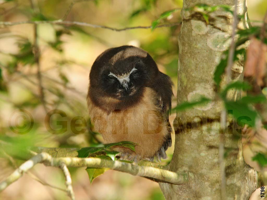 NSWO-AN_Northern-Saw-whet-Owl