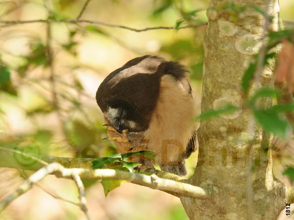 NSWO-AO_Northern-Saw-whet-Owl