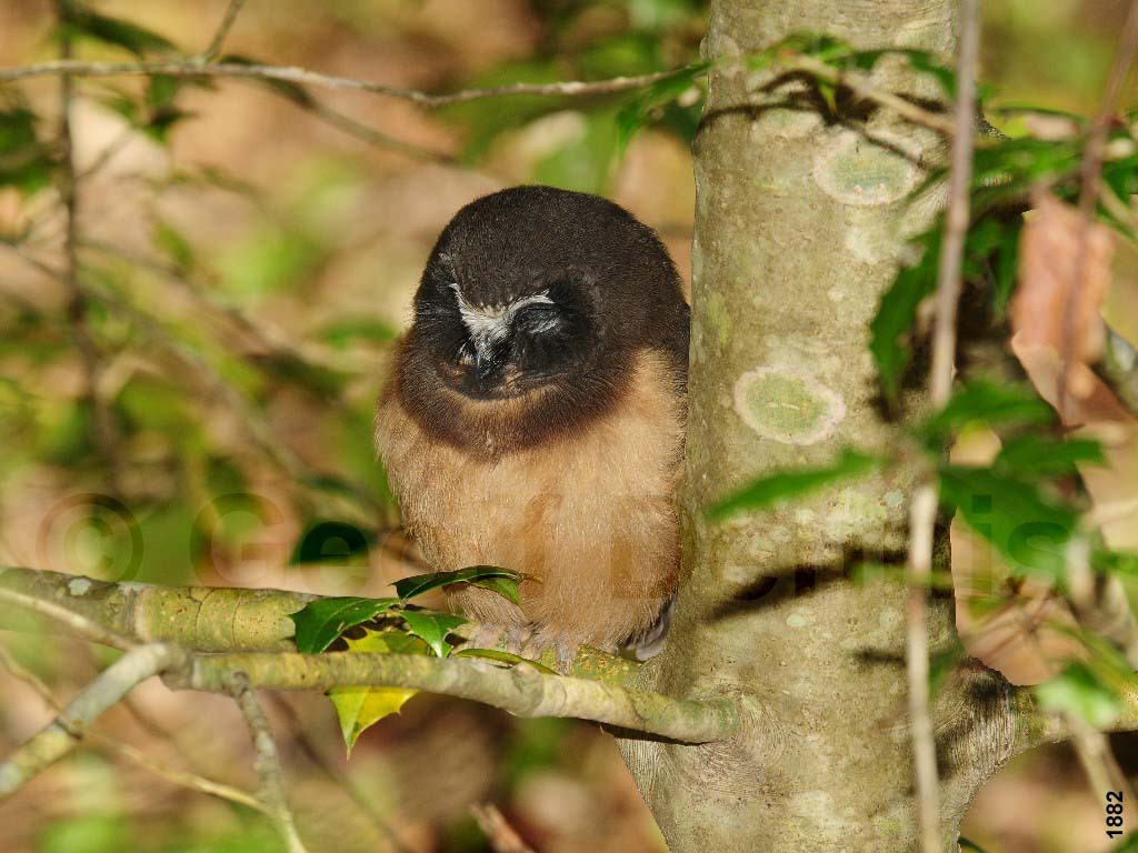 NSWO-AP_Northern-Saw-whet-Owl