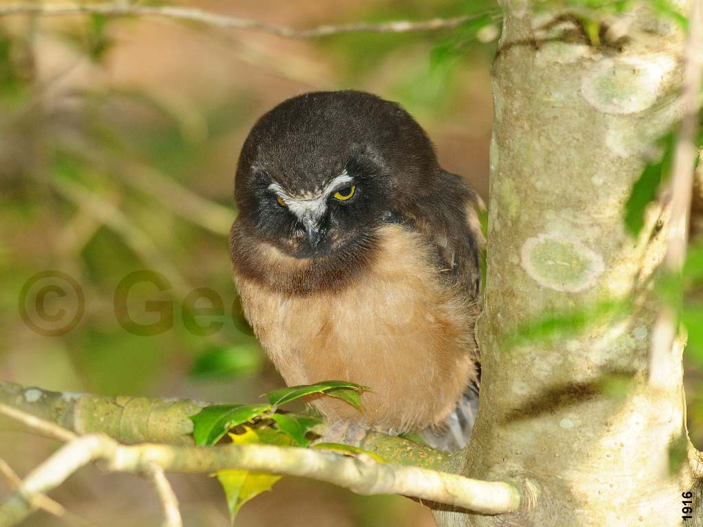 NSWO-AQ_Northern-Saw-whet-Owl