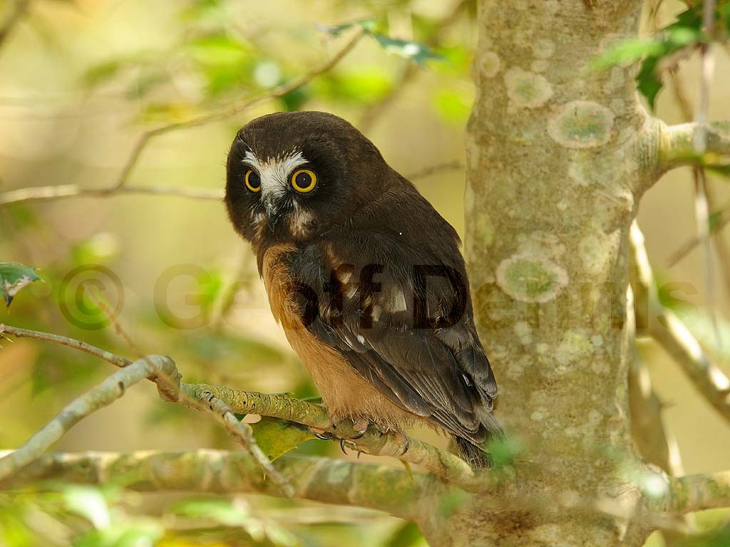 NSWO-AR_Northern-Saw-whet-Owl