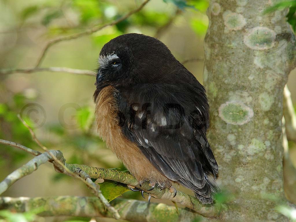 NSWO-AS_Northern-Saw-whet-Owl