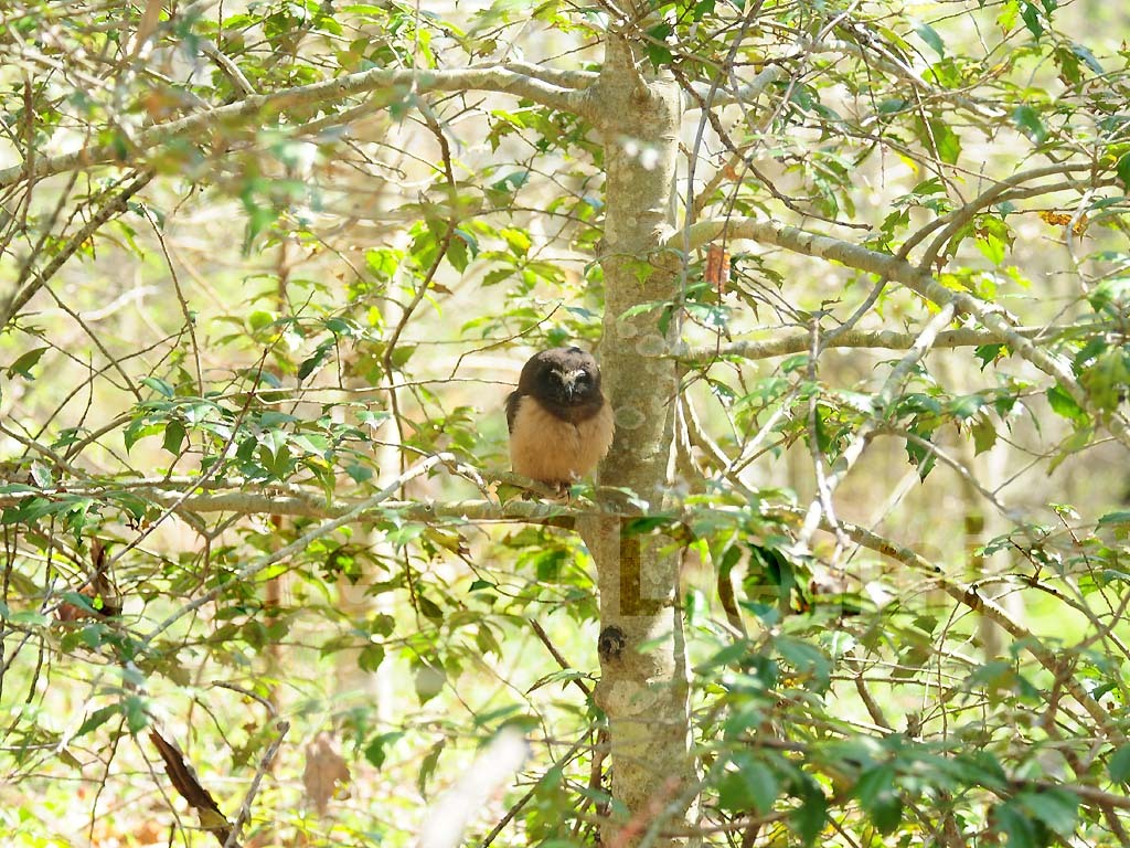 NSWO-AT_Northern-Saw-whet-Owl