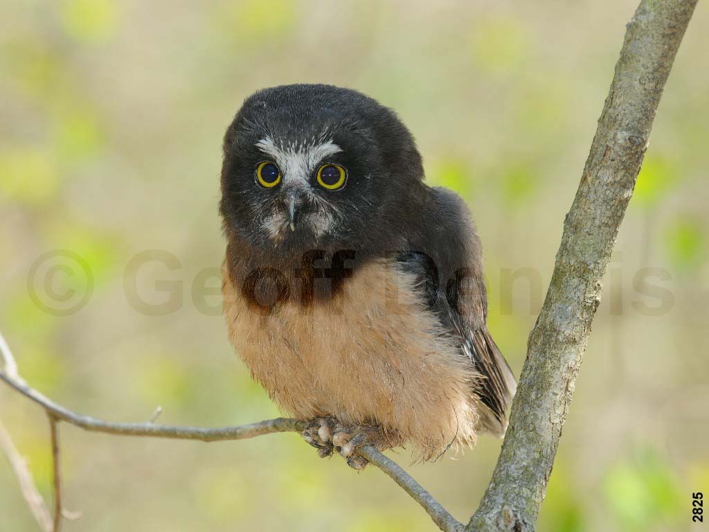 NSWO-AU_Northern-Saw-whet-Owl