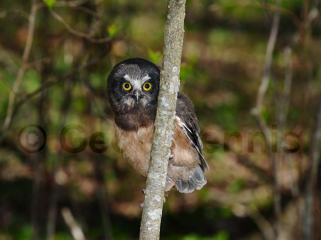 NSWO-AV_Northern-Saw-whet-Owl