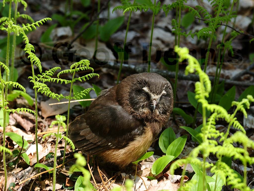 NSWO-AW_Northern-Saw-whet-Owl