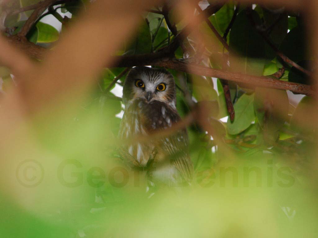 NSWO-AX_Northern-Saw-whet-Owl