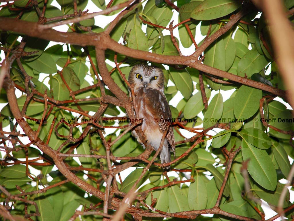 NSWO-AY_Northern-Saw-whet-Owl