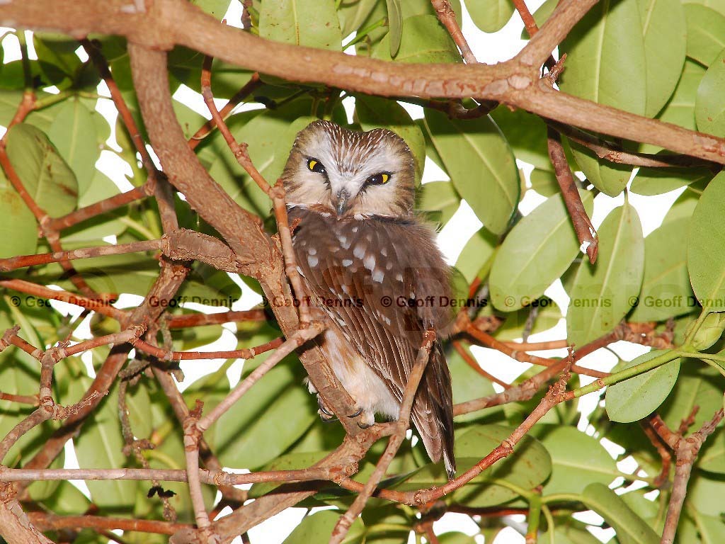 NSWO-AZ_Northern-Saw-whet-Owl